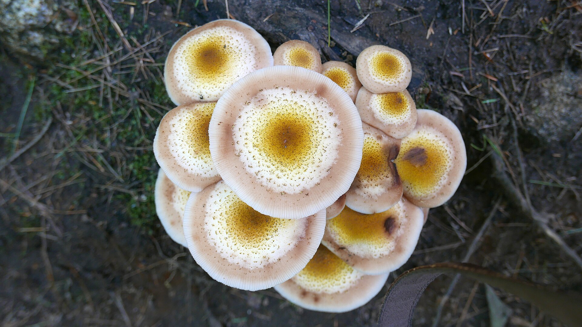 File:DPearl Algonquin Park.jpg