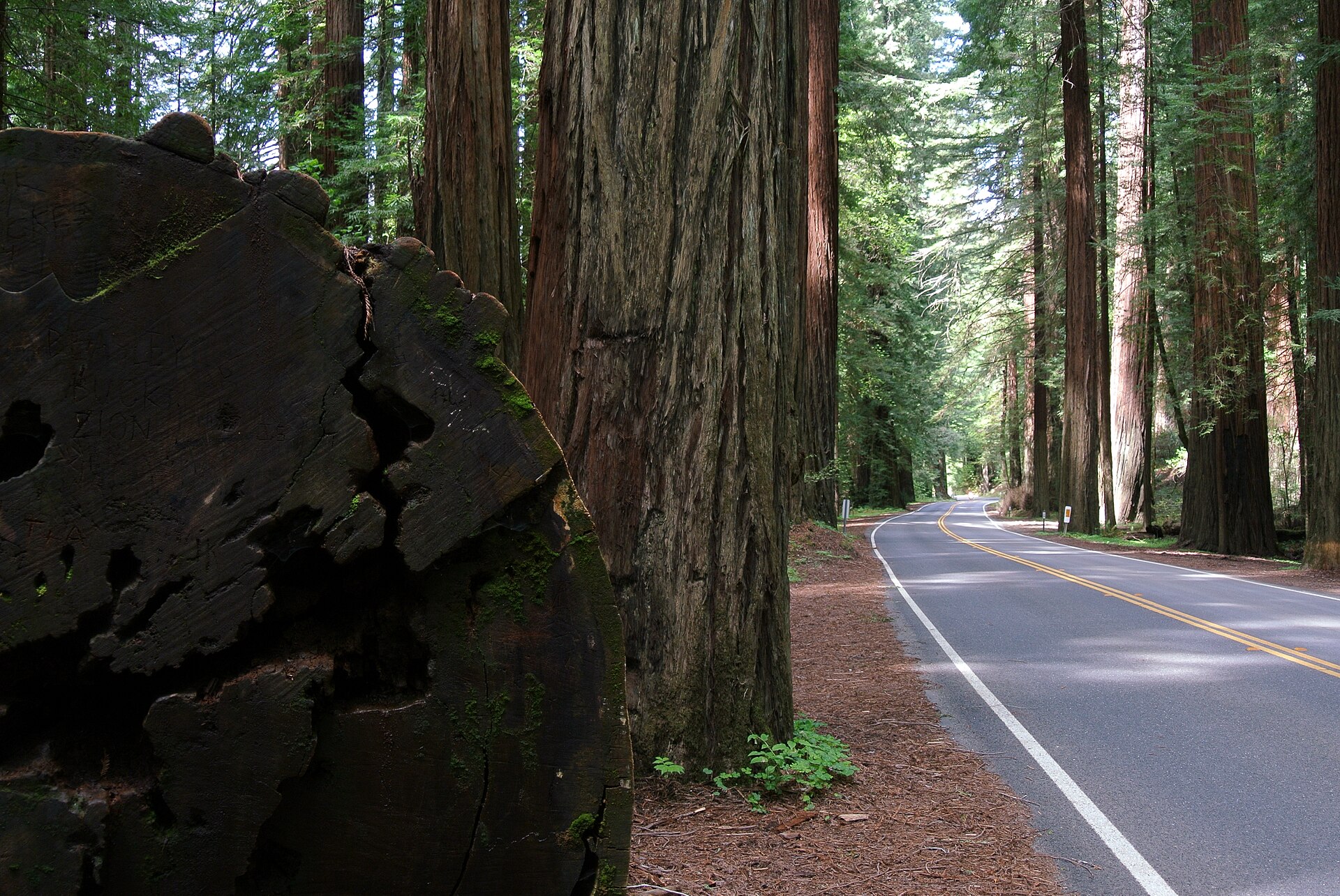 File:CA 254 Avenue of the Giants.jpg