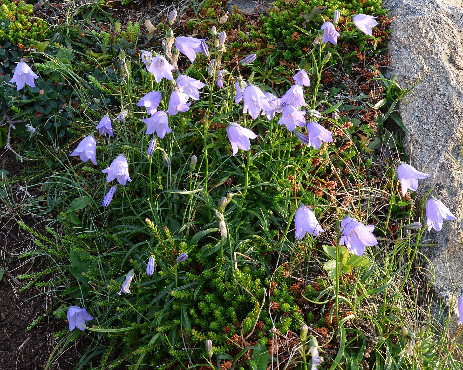 File:Bellflower (Campanula sp.) - Bonavista, Newfoundland 2019-08-13.jpg