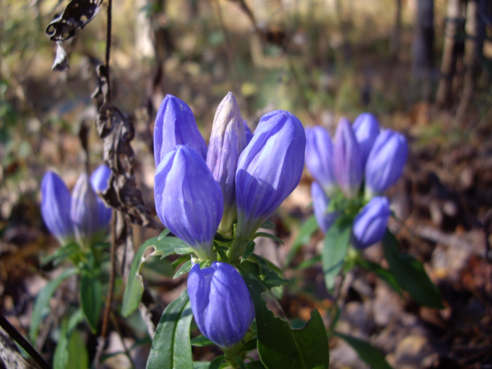 File:Alabama Gentians.jpg