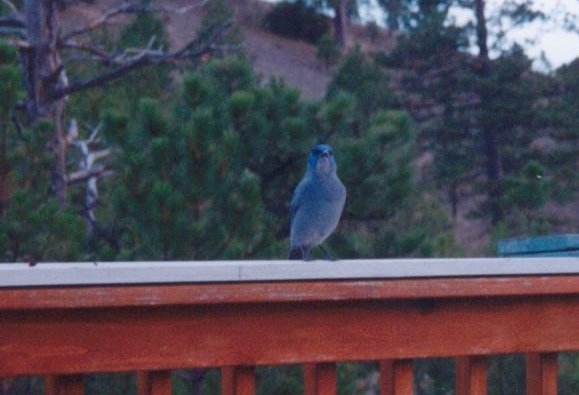 File:Pinyon Jay, Lolo, MT, October 31, 2000 (6479286507).jpg
