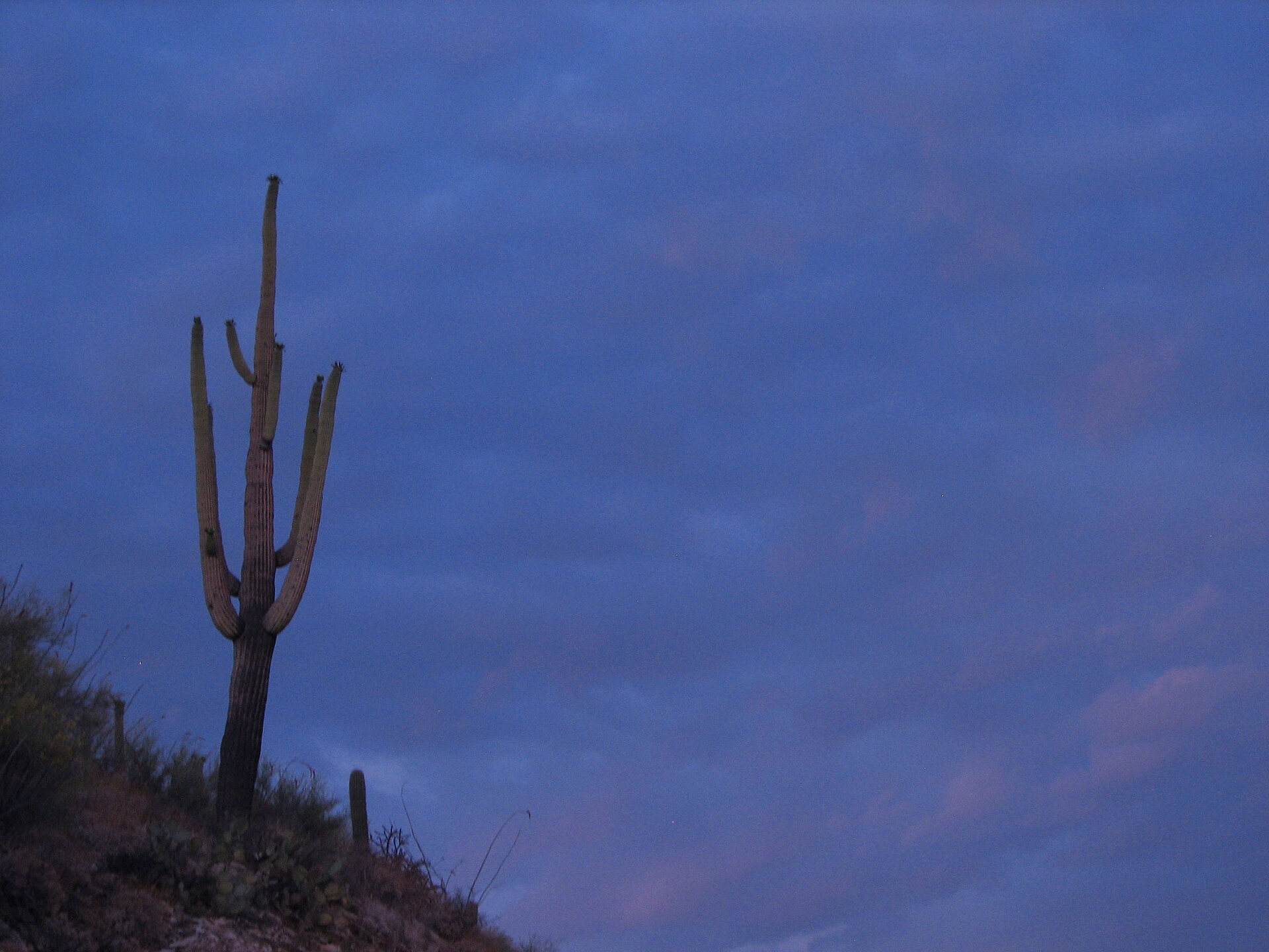 File:Saguaro at Dusk - Flickr - treegrow.jpg