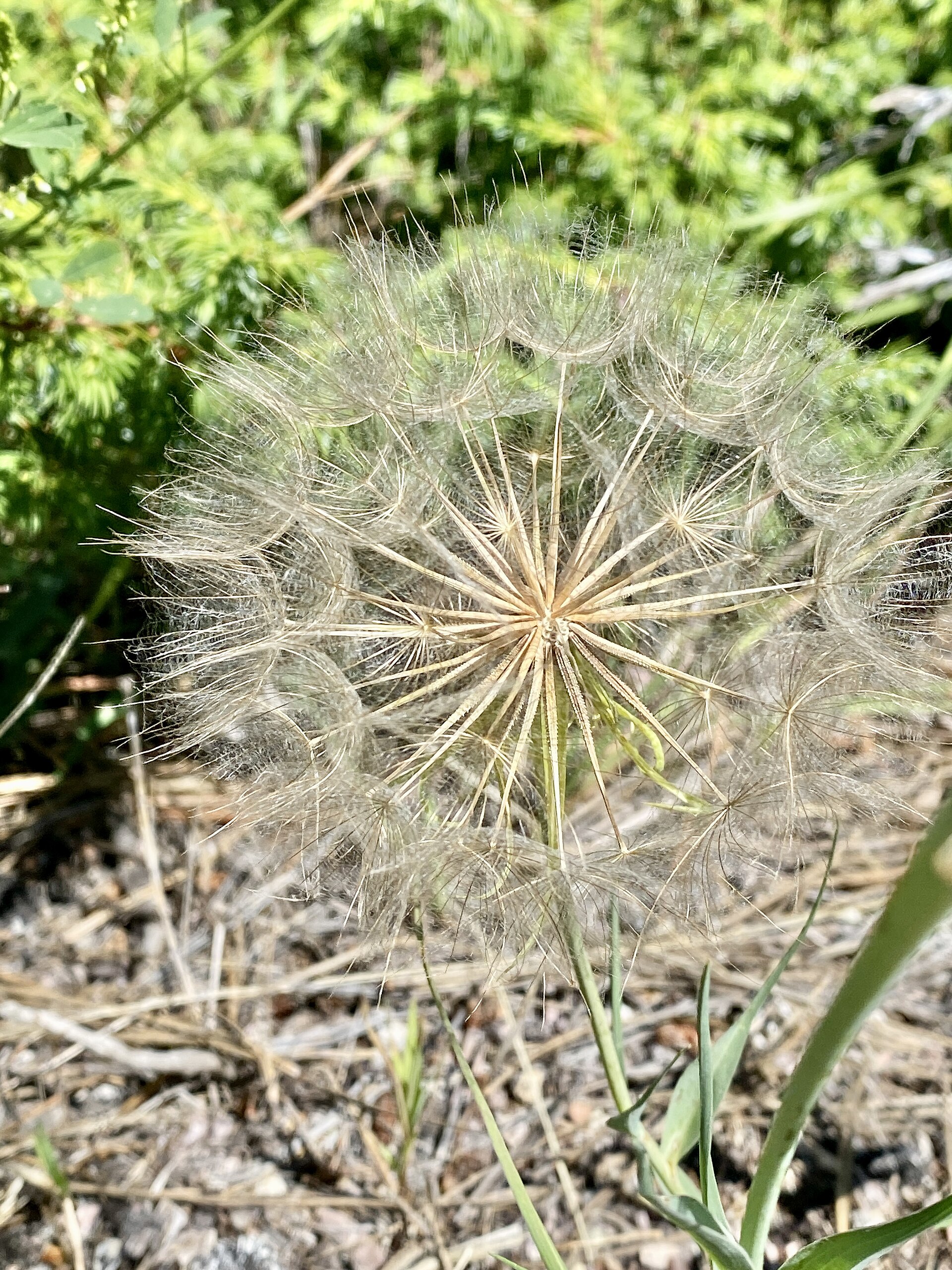 File:Seed Pods, Needles Highway, Custer State Park, Custer, SD.jpg