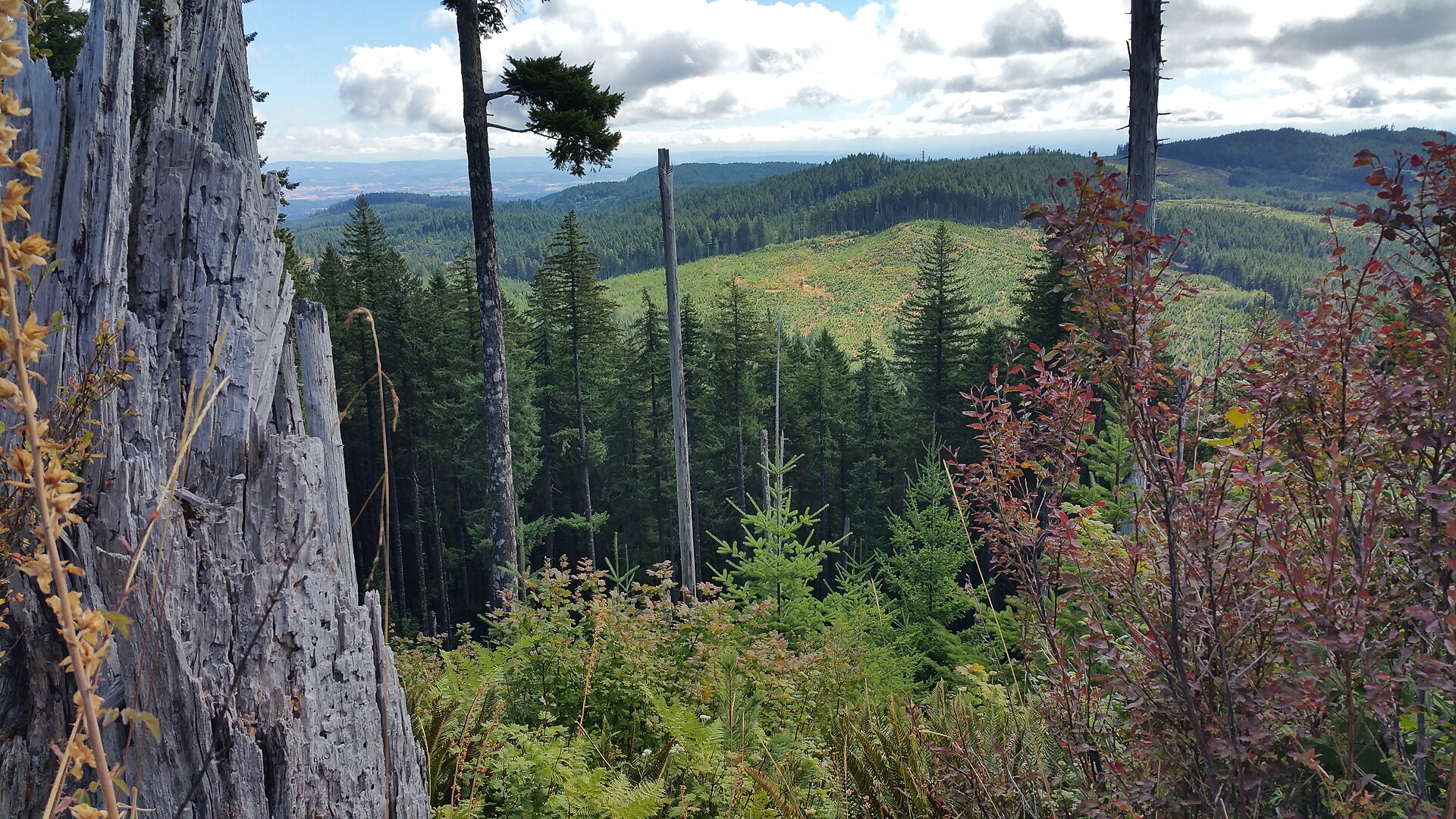 File:Nestucca River National Back Country Byway (24128496384).jpg