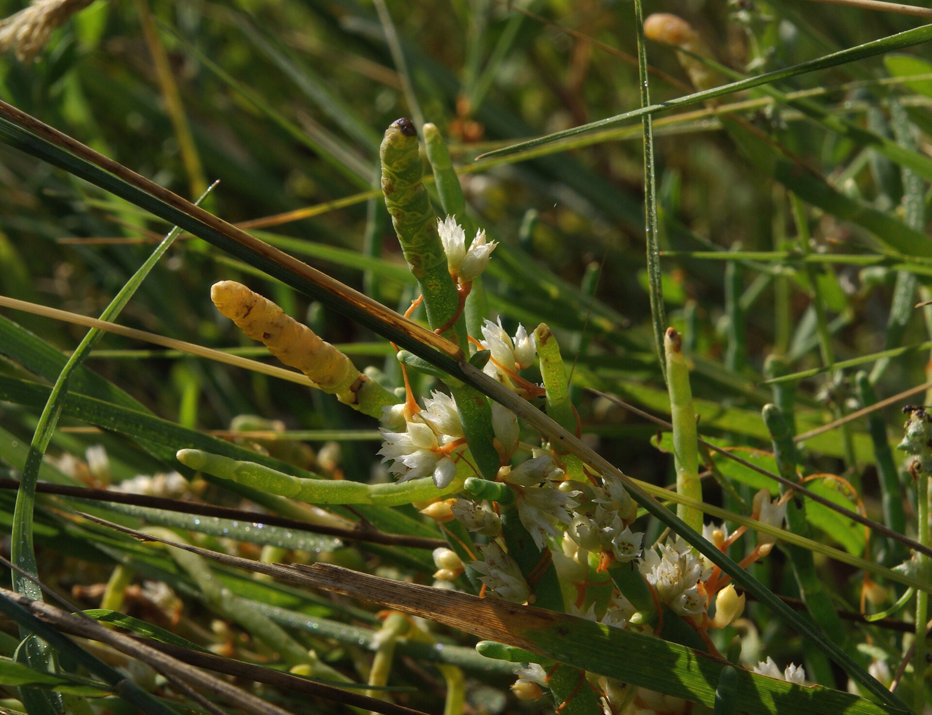 File:Cuscuta pacifica P5435 v1.JPG