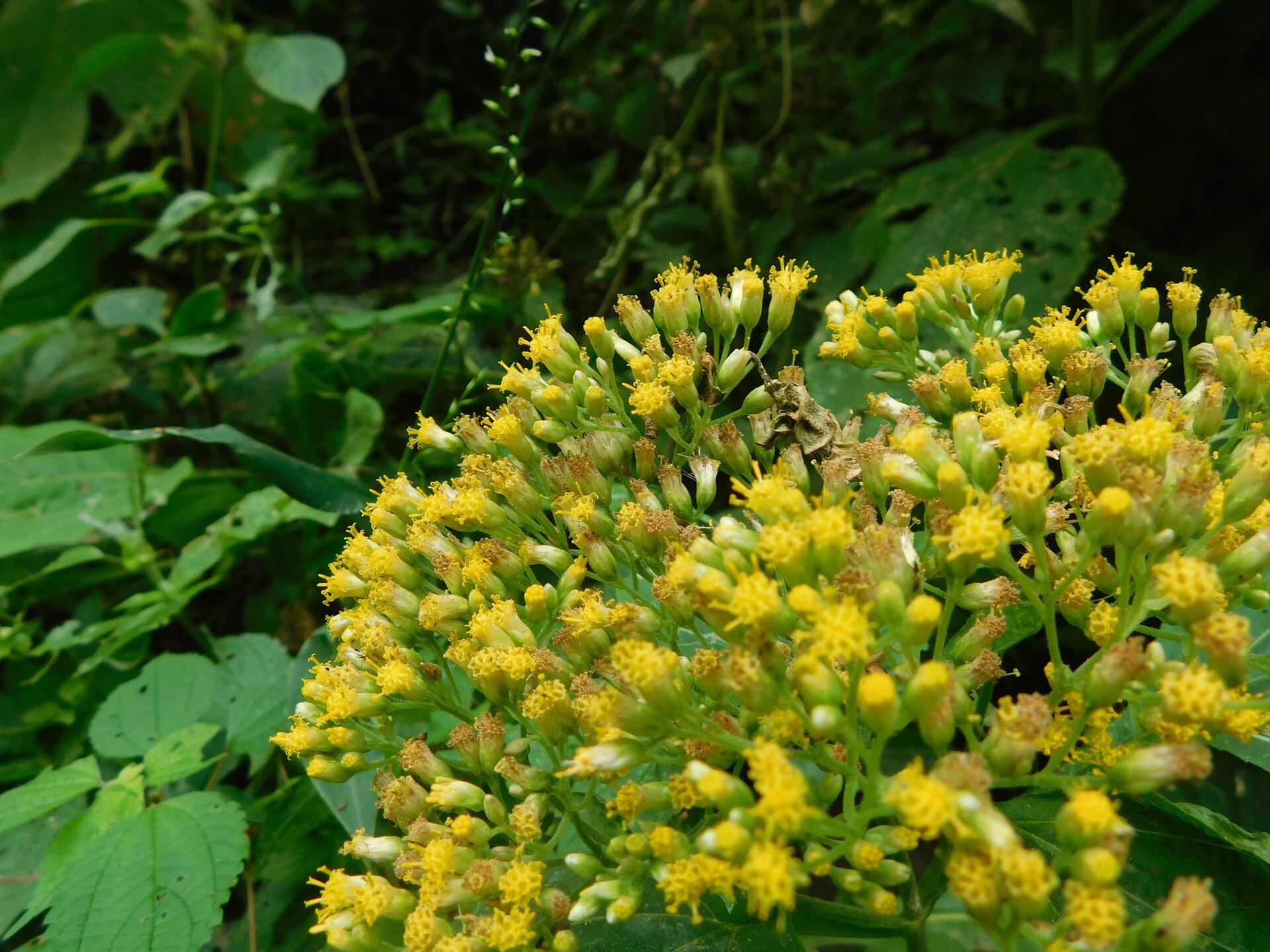 File:Schistocarpha eupatorioides 8980819.jpg