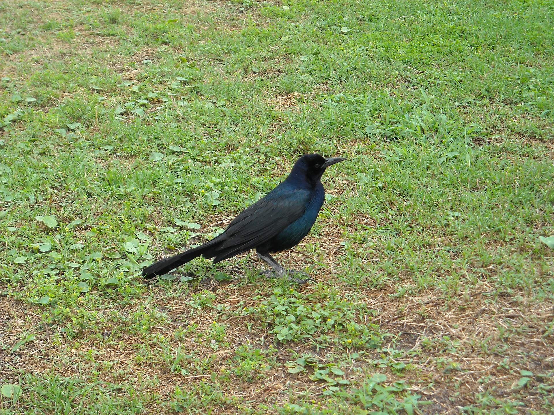 File:Boat-tailed Grackle - Volusia County Florida.jpg