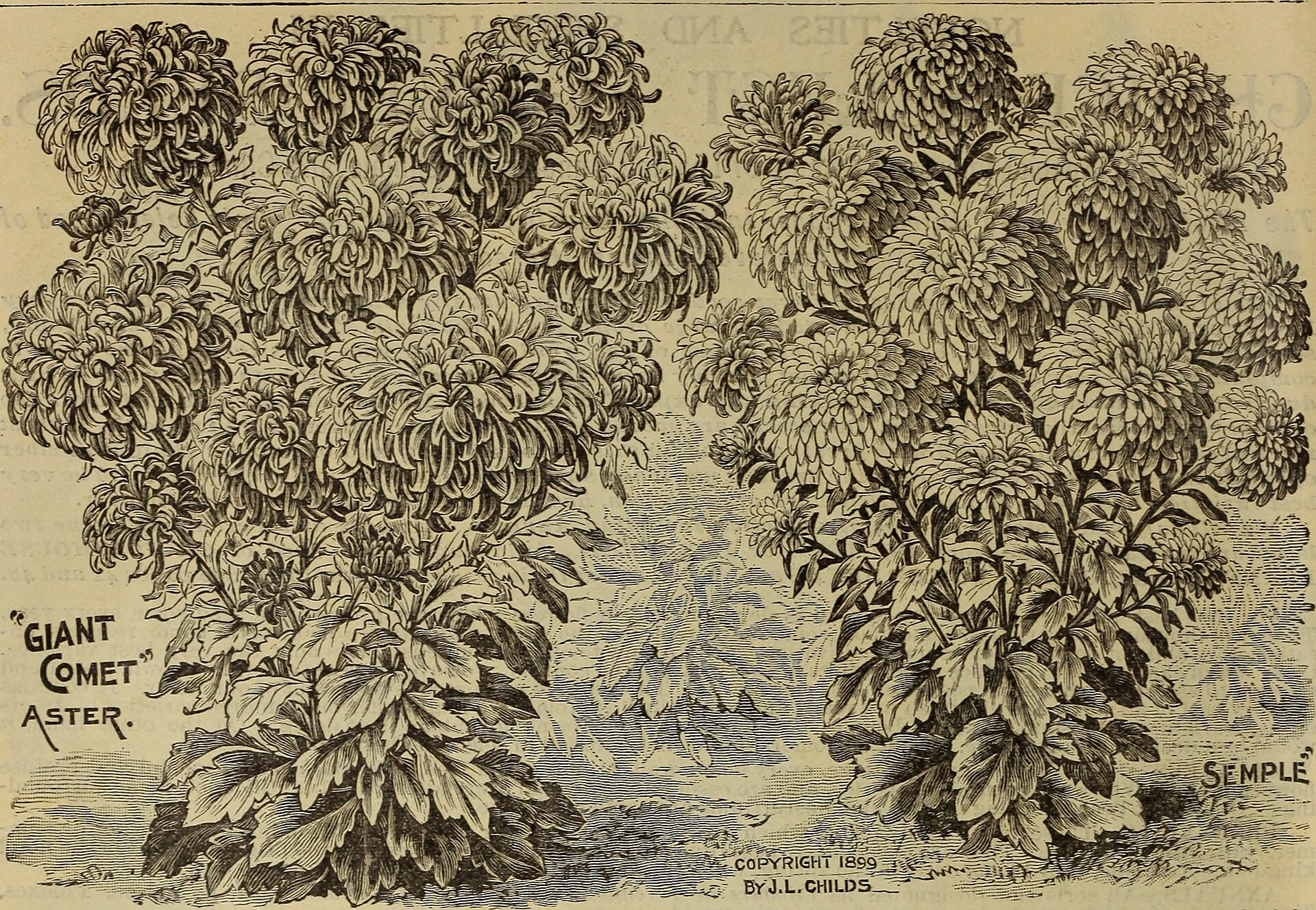 File:Childs' rare flowers, vegetables, and fruits (1903) (20418635200).jpg